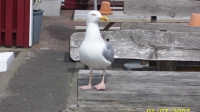 Thyborøn 003