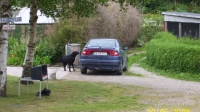 Djursland 2008 005