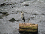 Hessen2010Svend 009