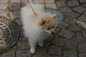 Hjejlekiosken 2011 055