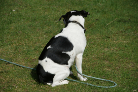 Hjejlekiosken 2011 066