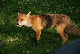 Harzen2011 023