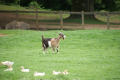 Tyskland 2015 042.JPG