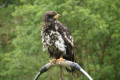 Tyskland 2015 045.JPG