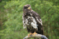 Tyskland 2015 046.JPG