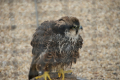 Tyskland 2015 050.JPG