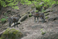 Tyskland 2015 053.JPG