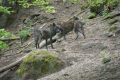 Tyskland 2015 054.JPG