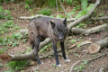 Tyskland 2015 063.JPG