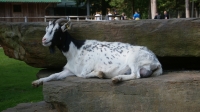 SONY DSC