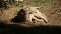 SONY DSC